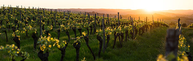 Azienda Vitivinicola Mont Rêve Di Manfredi Mauro