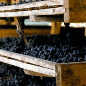 L'Amarone, il vino tipico del Veneto